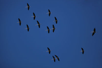 Low angle view of birds flying