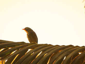 Low angle view of bird perching against clear sky