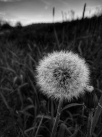 Close-up of dandelion in field