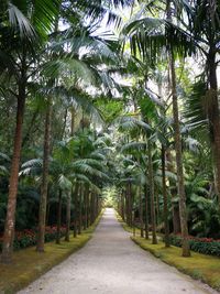 Footpath amidst palm trees