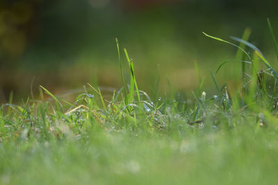 green