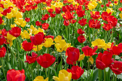 Close-up of red tulips in field