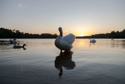 Swan swimming in lake against sky during sunset