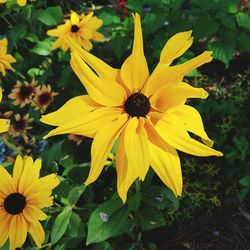 Close-up of yellow flower blooming outdoors