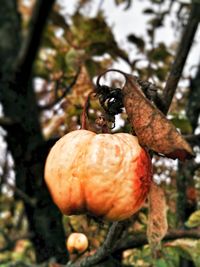 Close-up of fruits on tree