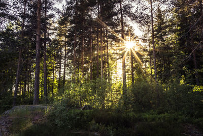 Sun shining through trees