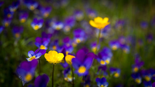 Close-up of yellow flowers blooming outdoors