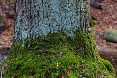 Close-up of moss growing on tree trunk