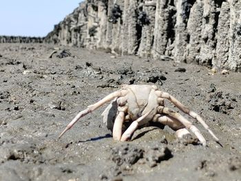 Close-up of animal skull on land