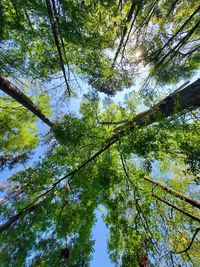 Low angle view of tree in forest