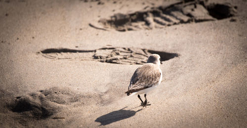 Close-up of bird perching on sand