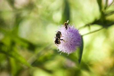 Close-up of bee pollinating on flower