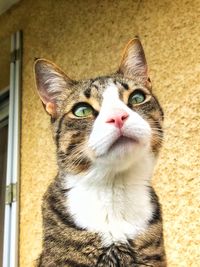 Close-up portrait of cat looking up