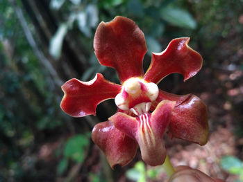 Close-up of red flowering plant