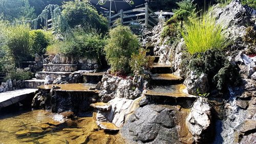 Plants growing by rocks