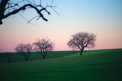 Bare tree on field against sky during sunset