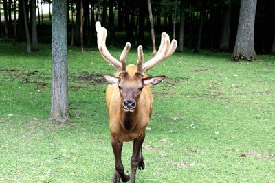 Deer standing on field