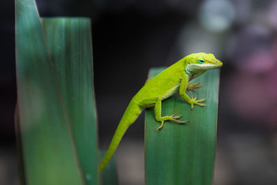 Close-up of green lizard