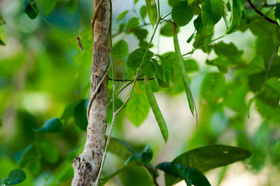Close-up of insect on tree