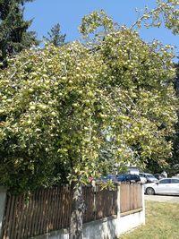 Flowering plants by fence against sky