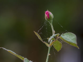 Close-up of wet spider web on flower bud