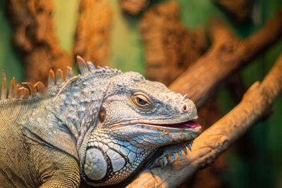 Close-up of a lizard