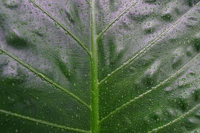 Close-up of wet plant leaves during rainy season