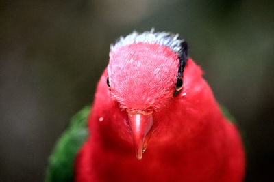 Close-up portrait of a bird