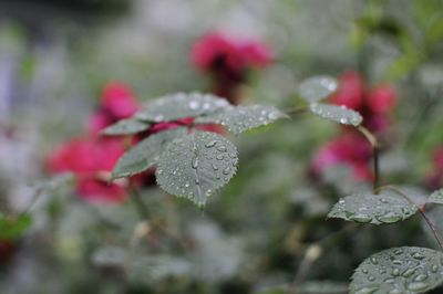 Close-up of wet plant leaves during winter