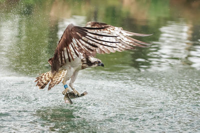 An osprey emerging with a catch