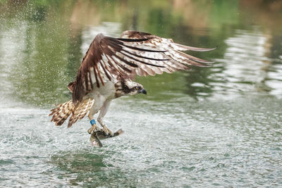 Full length of a bird flying over lake