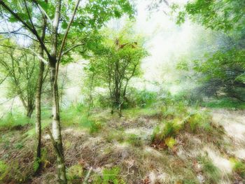 Trees in forest