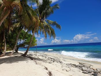 Palm trees on beach against sky