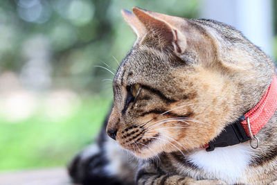 Close-up of cat with eyes closed