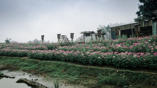 Pink flowering plants against sky