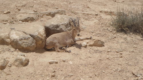 A goat on his natural place. light brown composition. 