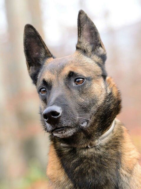 animal themes, one animal, mammal, domestic animals, focus on foreground, pets, animal head, close-up, dog, portrait, looking at camera, animal body part, brown, snout, no people, zoology, front view, outdoors, day