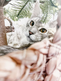 Close-up portrait of cat