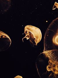 Close-up of jellyfish swimming in aquarium