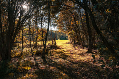 Trees in forest during autumn