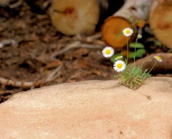 Close-up of yellow flowering plant on field