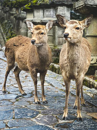 Portrait of deer standing on field
