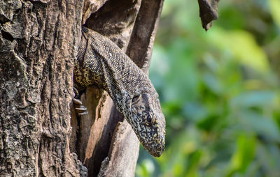 Close-up of lizard on tree trunk