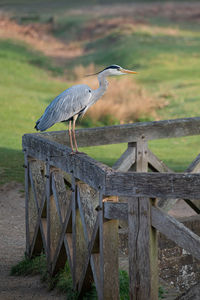 High angle view of gray heron perching on wooden post