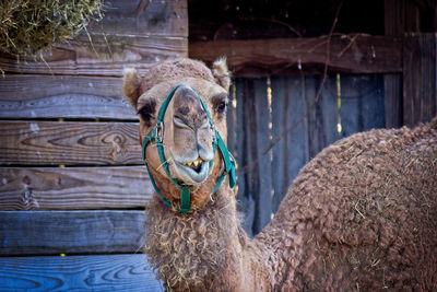 Camel eating and looking at camera