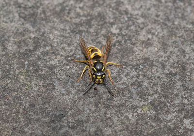 Close-up of bee