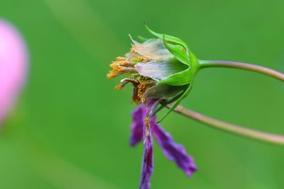 Close-up of insect on flower