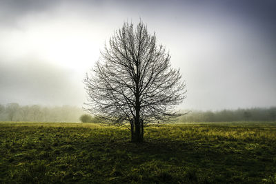 Close-up of tree on field against sky