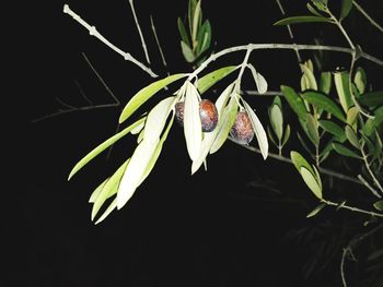 Close-up of insect on plant