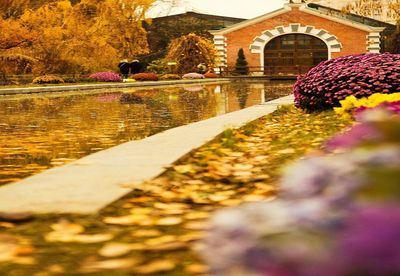 Surface level of lake amidst flowering plants during autumn